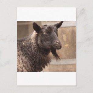 Carte Postale Chèvre