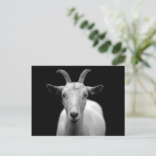 Carte Postale Chèvre (Debout devant)