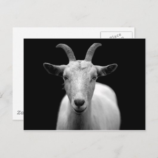 Carte Postale Chèvre (Devant / Derrière)