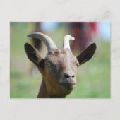 carte postale _ chèvre (Devant)