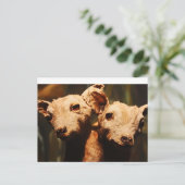 Carte Postale Chèvre à deux têtes (Debout devant)