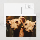 Carte Postale Chèvre à deux têtes (Devant / Derrière)