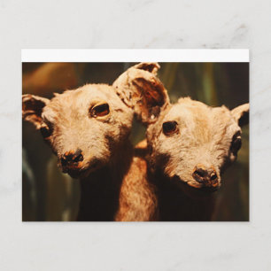 Carte Postale Chèvre à deux têtes