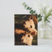 Carte Postale Chèvre à deux têtes (Debout devant)