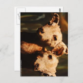 Carte Postale Chèvre à deux têtes (Devant / Derrière)