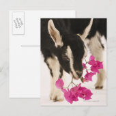 Carte Postale Chèvre alpine britannique domestique (enfant). Noi (Devant / Derrière)