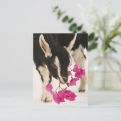 Carte Postale Chèvre alpine britannique domestique (enfant). Noi (Debout devant)