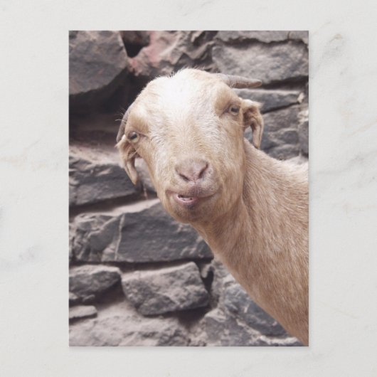 Carte Postale Chèvre amusante (Devant)