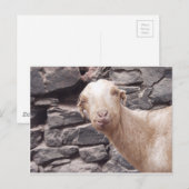 Carte Postale Chèvre amusante (Devant / Derrière)