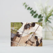 Carte Postale chèvre aux yeux bleus (Debout devant)