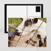 Carte Postale chèvre aux yeux bleus (Devant / Derrière)