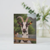 Carte Postale Chèvre avec cornes debout contre clôture (Debout devant)