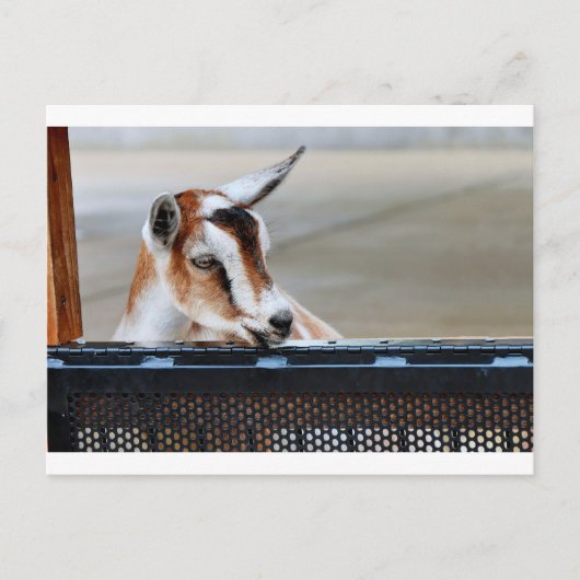 Carte Postale Chèvre bébé (Devant)