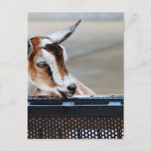 Carte Postale Chèvre bébé (Devant)