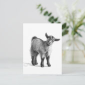 Carte Postale Chèvre bébé G097 (Debout devant)