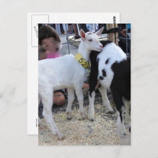Carte Postale Chèvre blanche (Devant / Derrière)