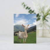 Carte Postale Chèvre blanche (Debout devant)