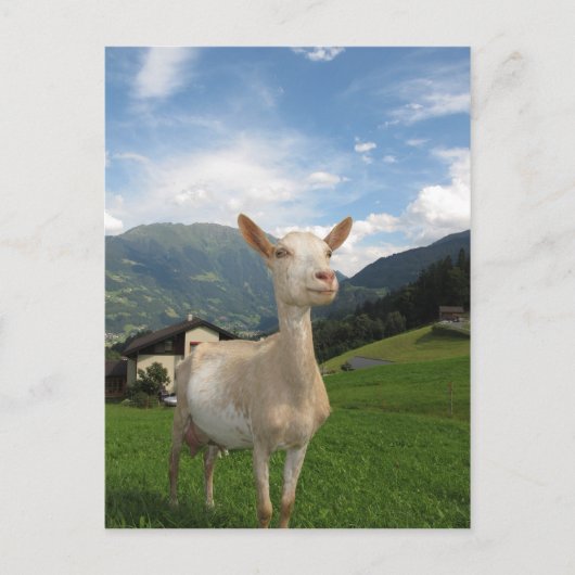 Carte Postale Chèvre blanche (Devant)