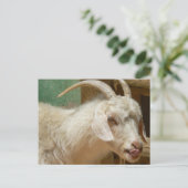 Carte Postale Chèvre blanche se léchant elle-même (Debout devant)