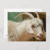 Carte Postale Chèvre blanche se léchant elle-même (Devant / Derrière)