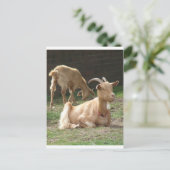 Carte Postale Chèvre Brown (Debout devant)