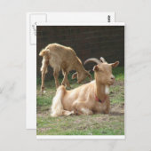 Carte Postale Chèvre Brown (Devant / Derrière)