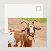 Carte Postale Chèvre Brown et chèvre blanche (Devant / Derrière)