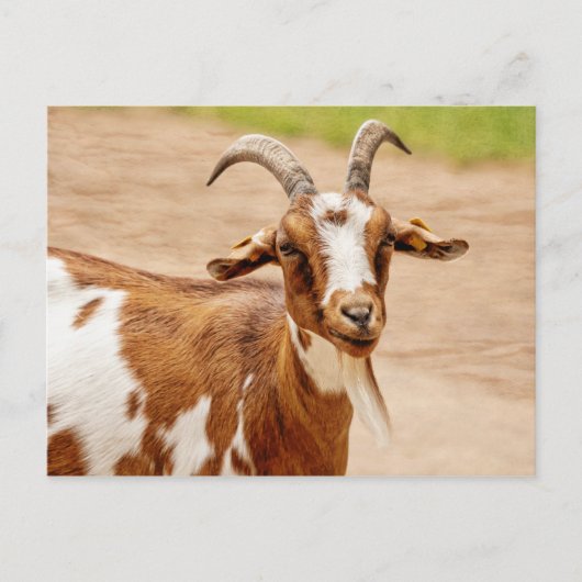 Carte Postale Chèvre Brown et chèvre blanche (Devant)