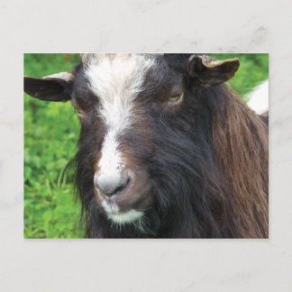 Carte Postale Chèvre de Bagot | Rare Breed
