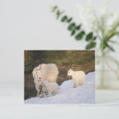 Carte Postale chèvre de montagne (Debout devant)