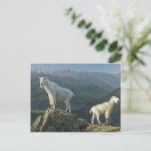 Carte Postale Chèvre de montagne par Albert Bierstadt (Debout devant)