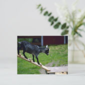Carte Postale Chèvre de Pigmy (Debout devant)