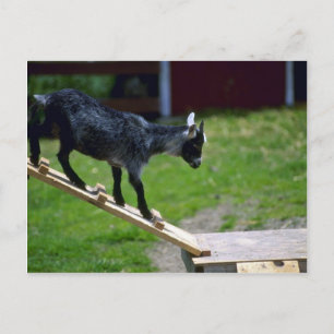 Carte Postale Chèvre de Pigmy