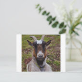 Carte Postale Chèvre de près. (Debout devant)