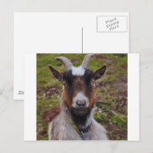 Carte Postale Chèvre de près. (Devant / Derrière)