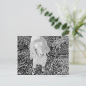 Carte Postale Chèvre en noir et blanc (Debout devant)