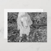 Carte Postale Chèvre en noir et blanc (Devant / Derrière)