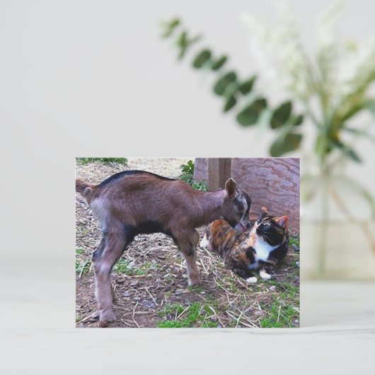 Carte postale Chèvre et chat pour bébé (Debout devant)
