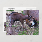 Carte postale Chèvre et chat pour bébé (Devant / Derrière)