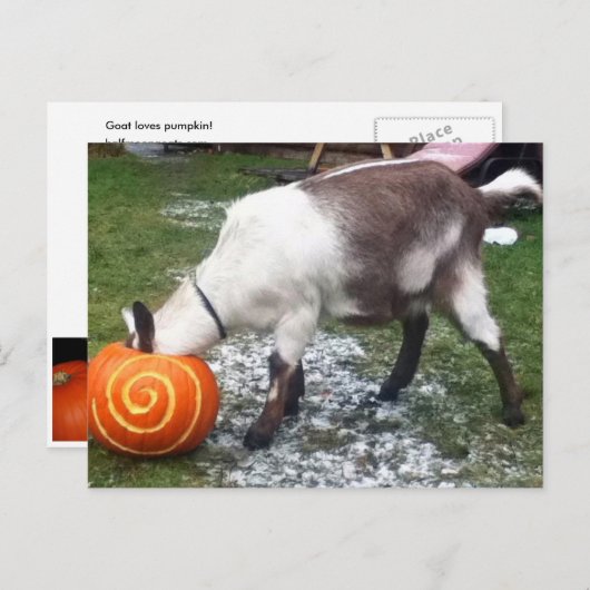 Carte postale chèvre et Citrouille (Devant / Derrière)