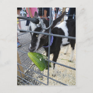 Carte Postale Chèvre mangeant un cornichon