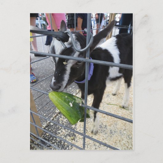 Carte Postale Chèvre mangeant un cornichon (Devant)
