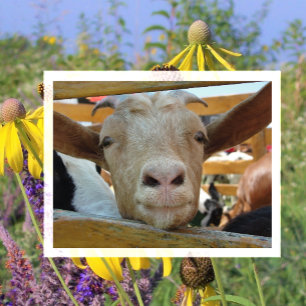 Carte Postale Chèvre mignonne regardant à travers la clôture, Ch