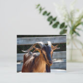 Carte Postale Chèvre Noir Cornes Brown Photo d'animal (Debout devant)