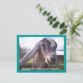 Carte Postale Chèvre nubienne (Debout devant)