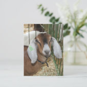 Carte Postale Chèvre nubienne à la foire du comté (Debout devant)