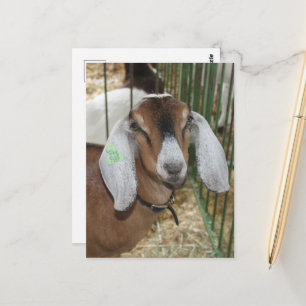 Carte Postale Chèvre nubienne à la foire du comté