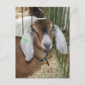 Carte Postale Chèvre nubienne à la foire du comté (Devant)