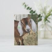 Carte Postale Chèvre Nubienne adorable à la foire du comté (Debout devant)
