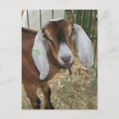 Carte Postale Chèvre Nubienne adorable à la foire du comté (Devant)